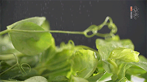 豌豆尖洗凈，切斷備用。