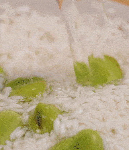 鍋底抹油，將淘洗干凈的大米，加蠶豆、清水，蓋蓋中火煮。